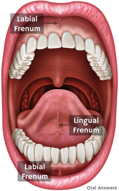 dorsal frenum|frenulum wikipedia.